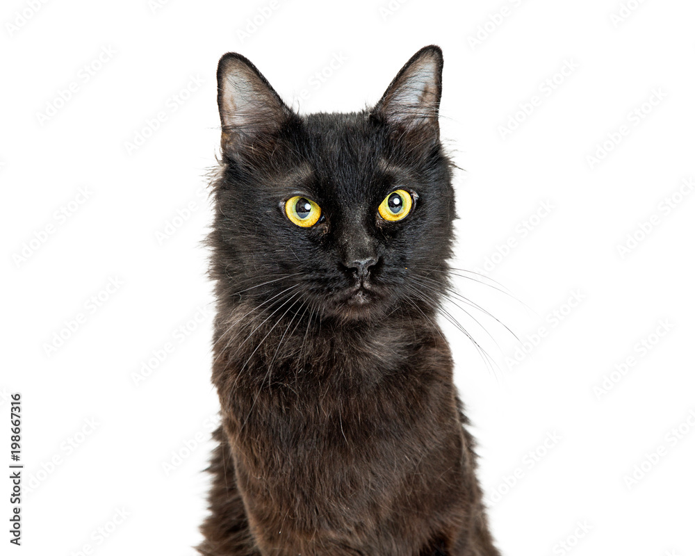 Closeup Portrait Pretty Black Cat