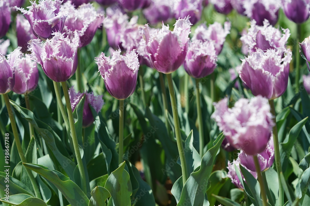 Fototapeta premium View of tulips during spring time north of Dallas, Texas, USA. 