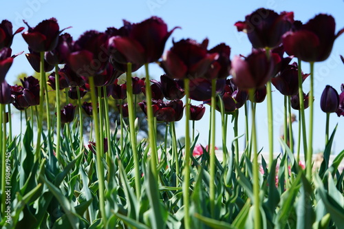 View of tulips during spring time north of Dallas, Texas, USA.  photo