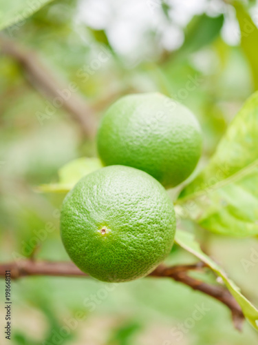 Fresh lime with green leaf.