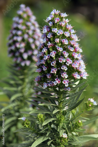 Natternkopf Echium brevirame,blühend photo