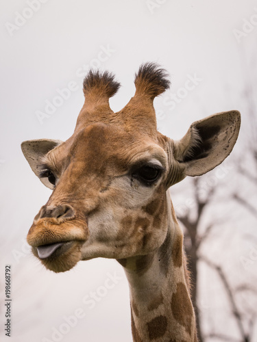 The giraffe (Giraffa) portrait pic (wildlife photo) © Brambilla Simone