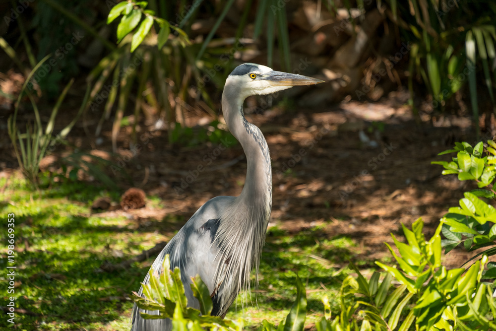 Fototapeta premium Heron in the marsh looking right standing tall