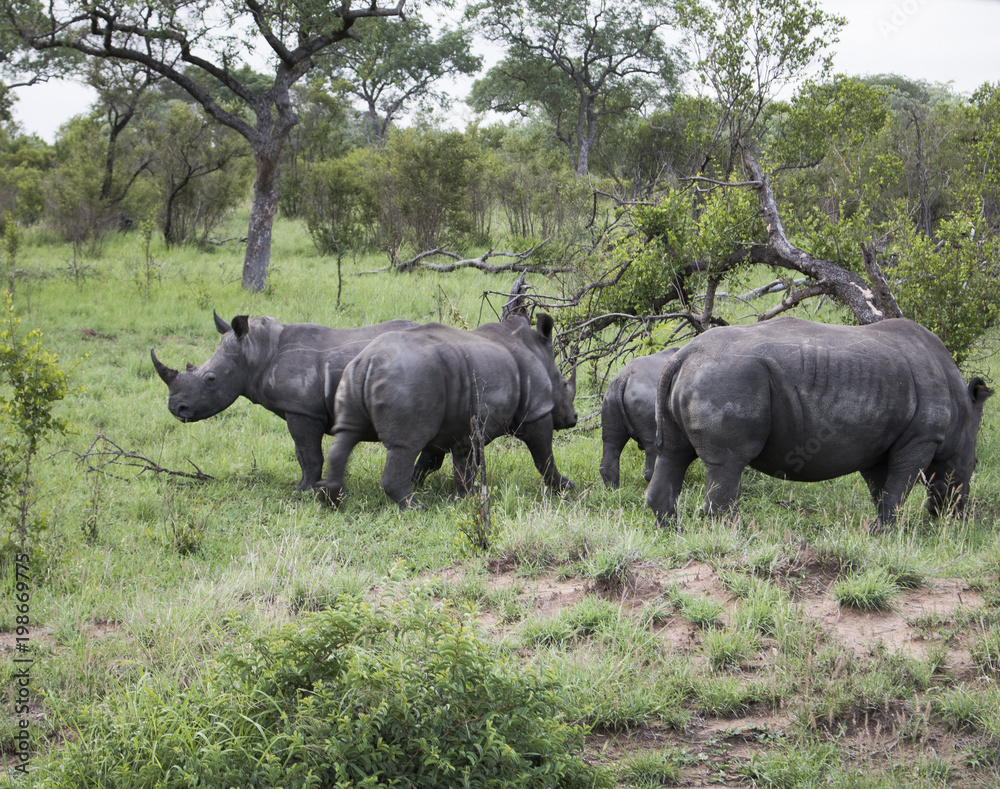Obraz premium Animals in Africa