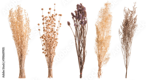 Dry color grass flower for interior decoration. Studio shot and isolated on white