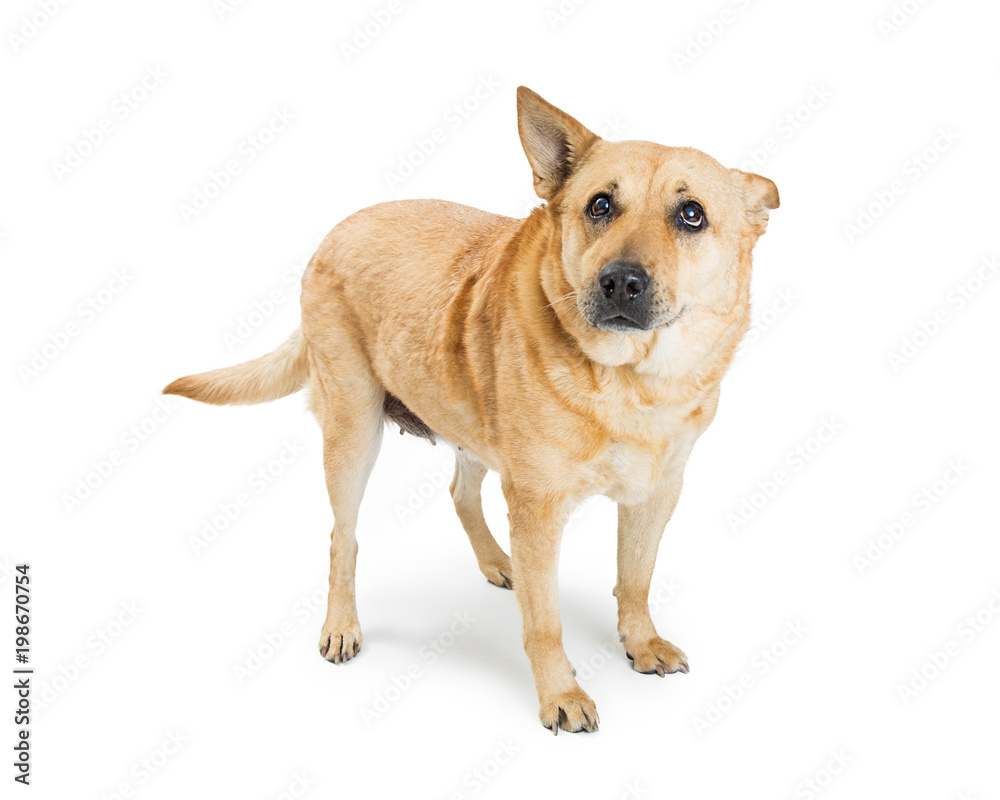 Large Dog With Guilty Expression