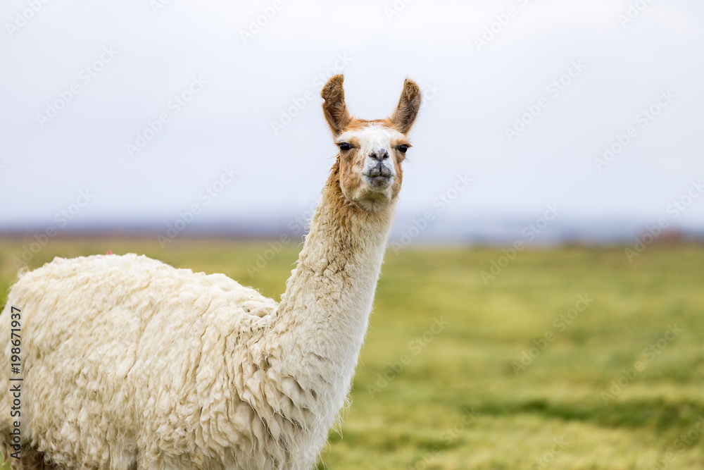 One white and brown llama in the Altiplano