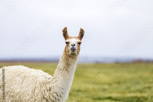 One isolated llama in the Altiplano
