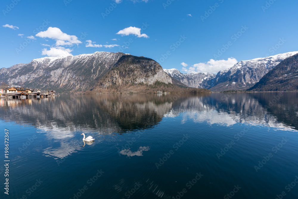 Schwan Hallstatt