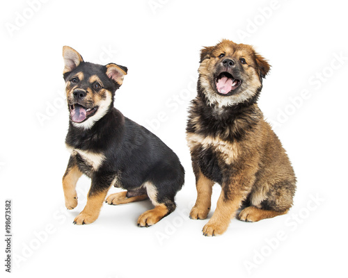 Two Happy Playful Puppies on White © adogslifephoto