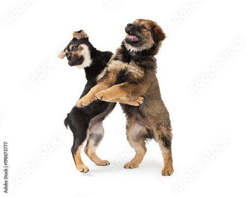 Two Chow and Rottweiler Crossbreed Puppies Playing
