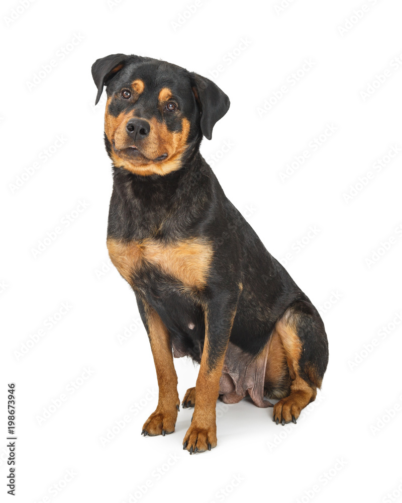 Beautiful Female Rottweiler Dog Sitting