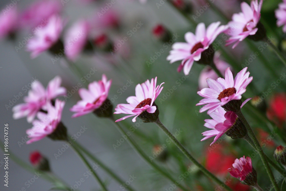 flower garden flower garden