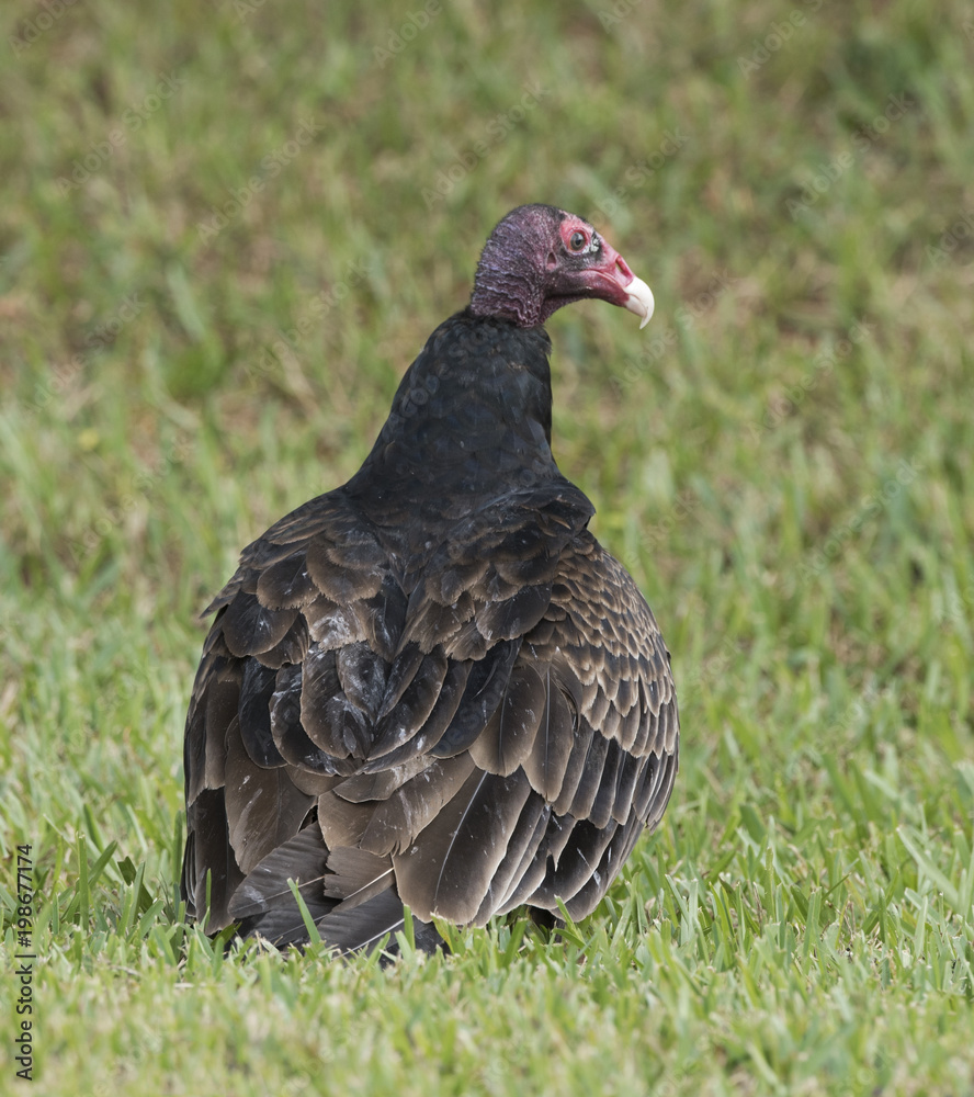 Turkey vulture with black feathers, red head, and yellow beak is sitting on green grass. Turkey vulture with black feathers, red head, and yellow beak is sitting on green grass.