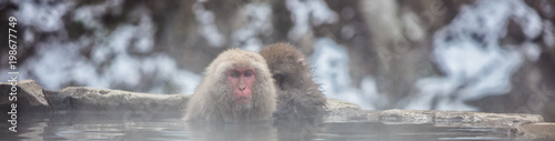 Foto snow monkeys of nagano