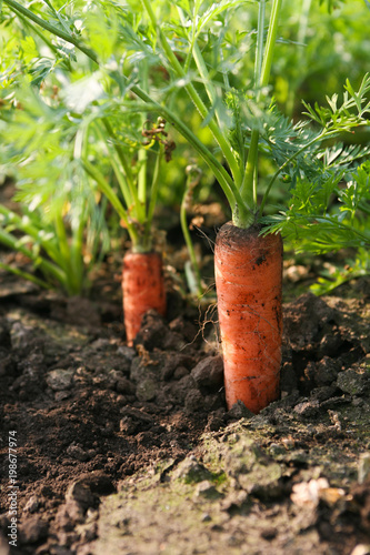 Fresh organic carrot in the farm