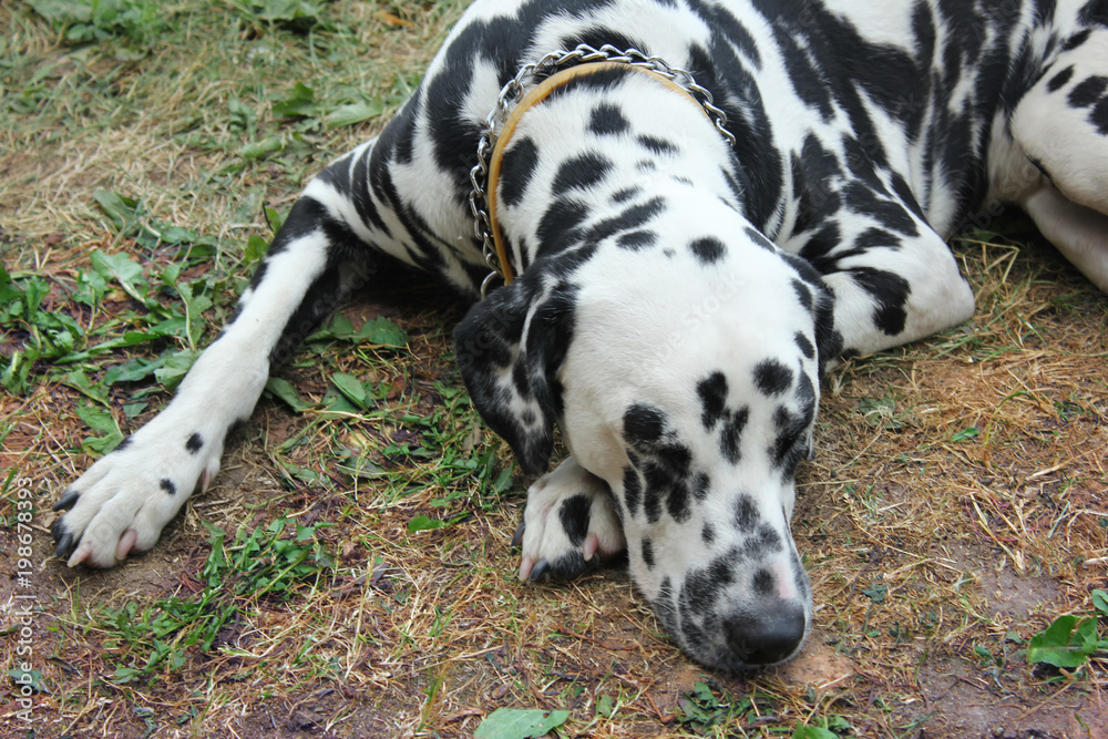A beautiful dog, a Dalmatian, sleeps lying on the grass. The atmosphere of tranquility and peace.