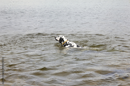 Funny dog, dalmatian, swims for a stick on the lake. Clear transparent water, wild nature, sunny summer day. Side view.