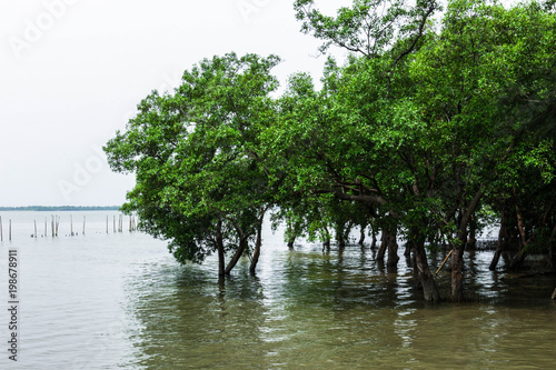 tree forest sea nature background