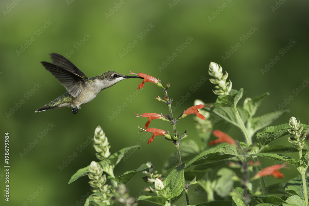 Obraz premium Red Sage Visitor