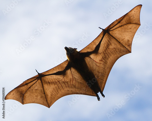 Flying Fox in Mid Flight photo