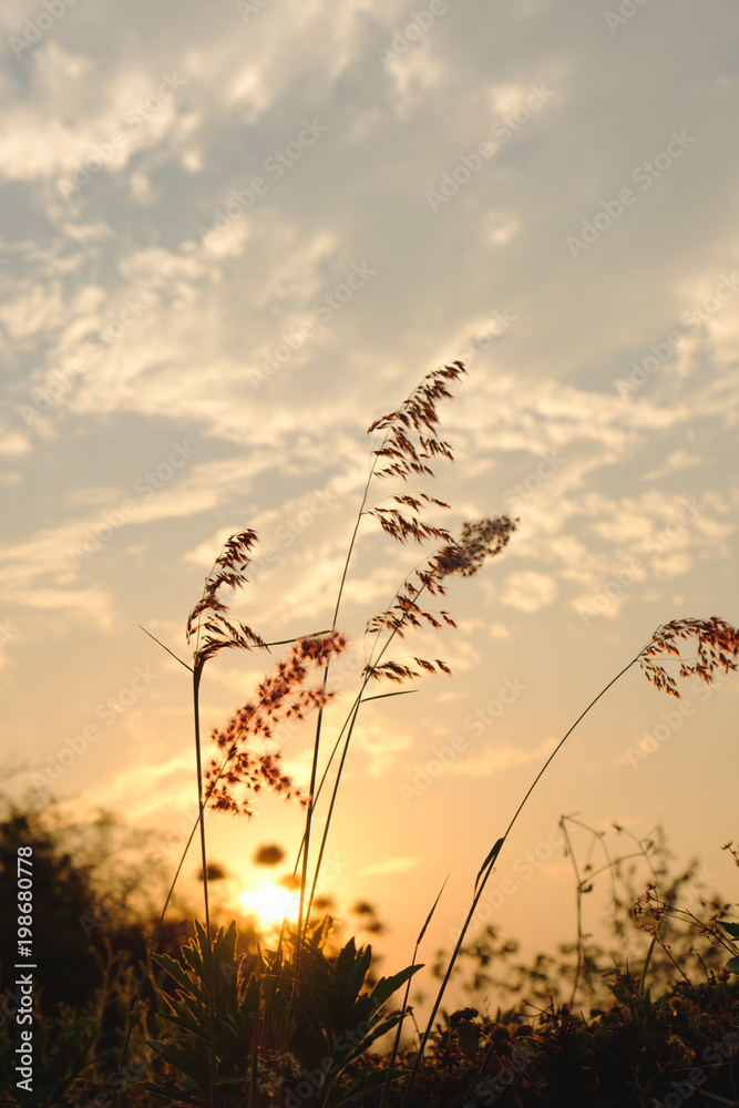 Fototapeta premium Sylwetka trawy w zachodzie słońca