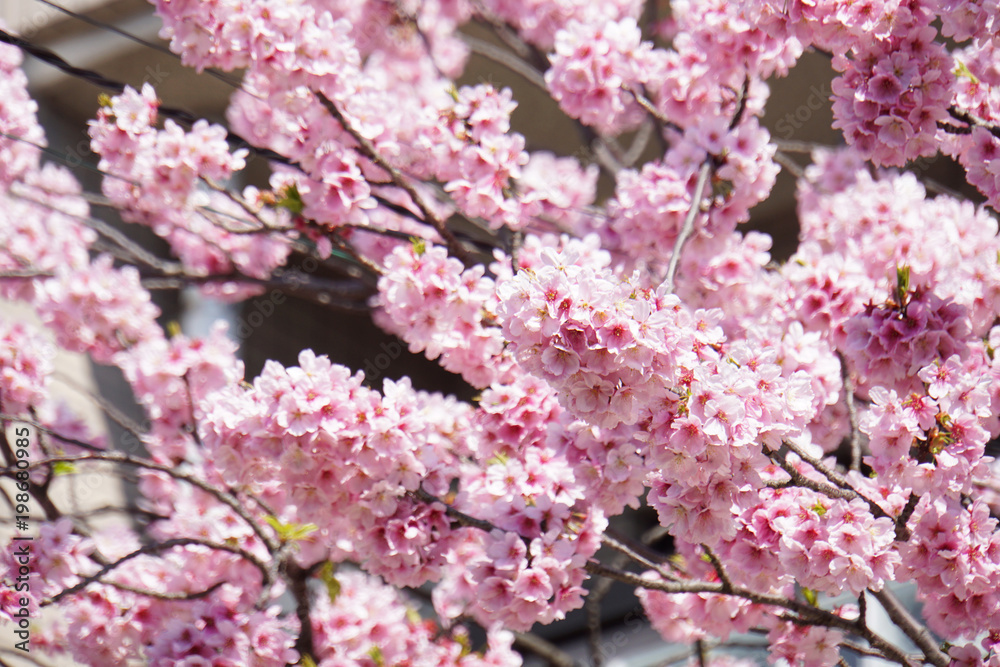 Naklejka premium 日本の桜