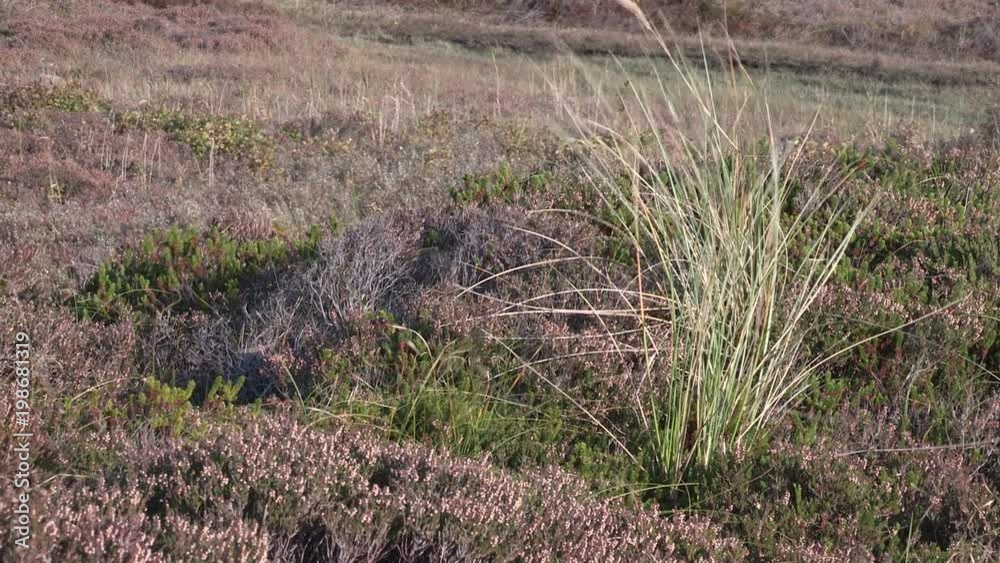 Vegetation on Sylt island, Germany. Vegetation on Sylt island, Germany.