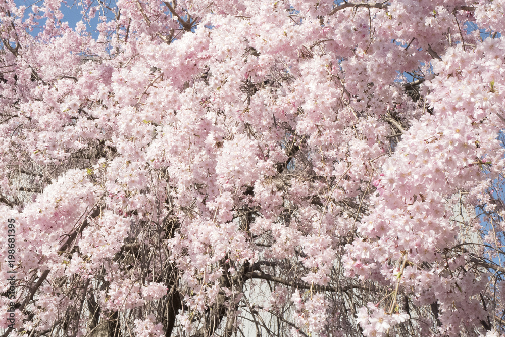 枝垂桜　満開　上野