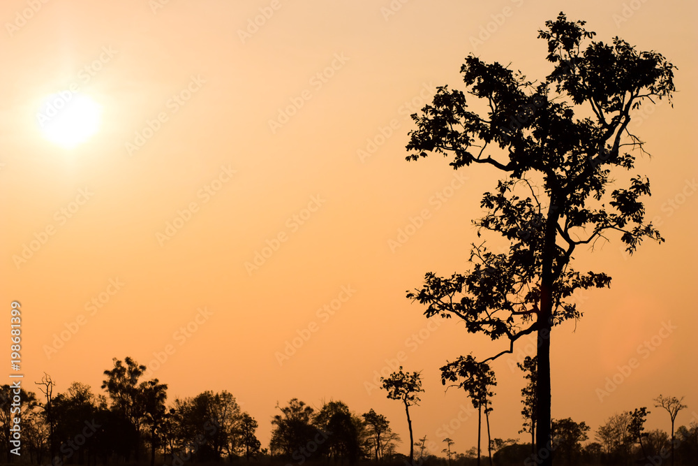 Beautiful scenery of sunset in the forest. Bright orange color of the sky contrast with dark color of the tropical rainforest.