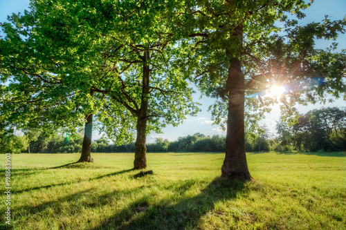 Oaks in a green field in the summer time by the sun