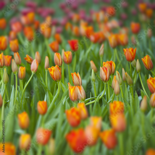 selective focus of  colorful  tulip flowering in the garden  at sunny summer or spring day.