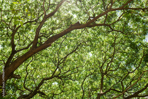 Tree branches and green leaves in the forest  Nature background.