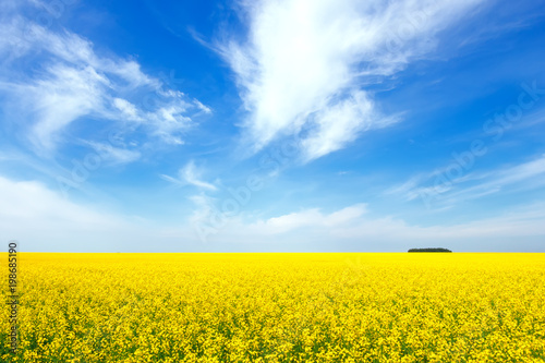 Yellow rapeseed flowers on field with blue sky and clouds. Russia. Beautiful summer landscape.