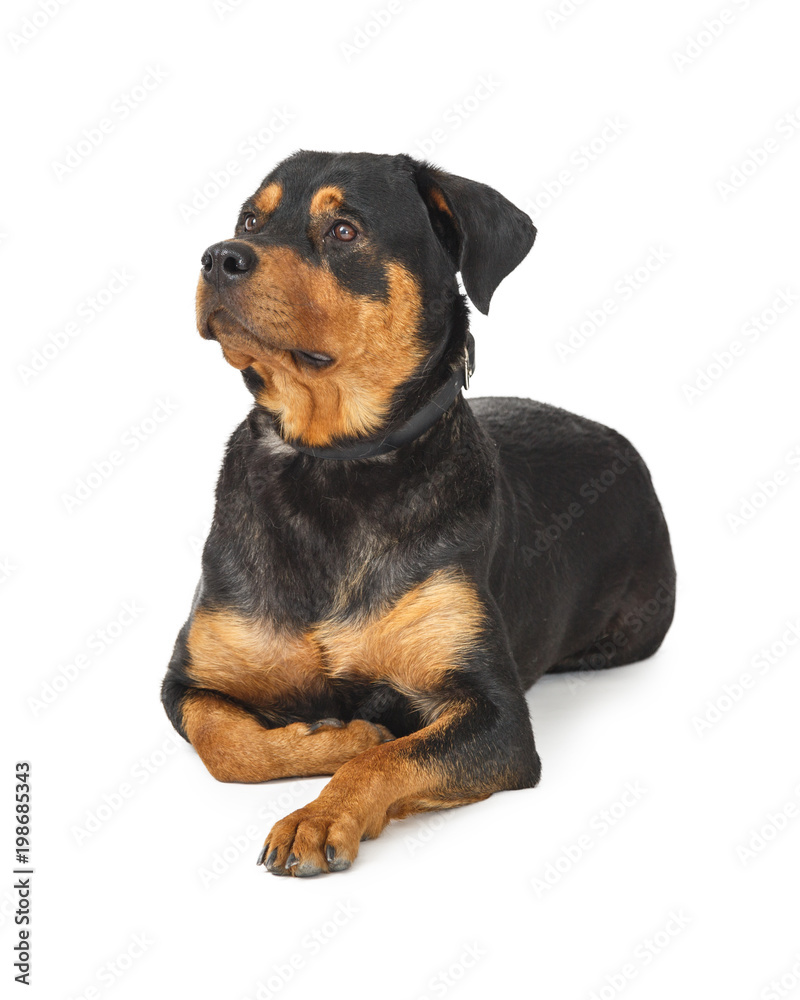 Large Rottweiler Dog Sitting on White Large Rottweiler Dog Sitting on White
