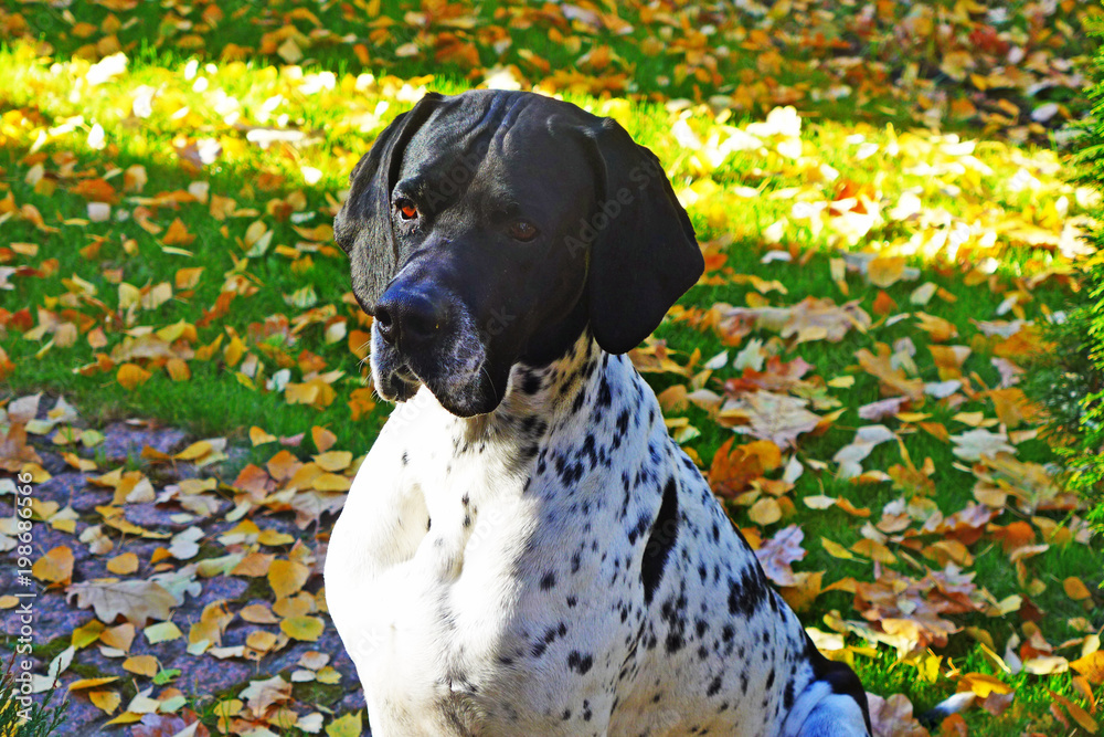 portrait of the hunting dog pointer