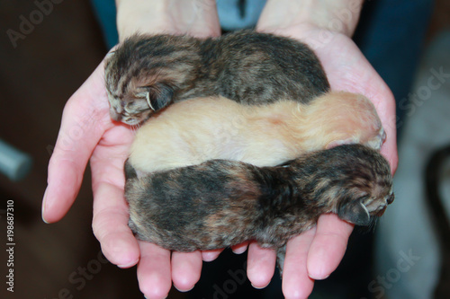 Kitten on hands