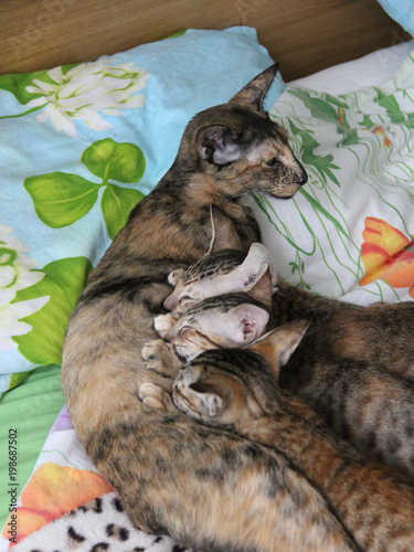 The cat feeds the kittens