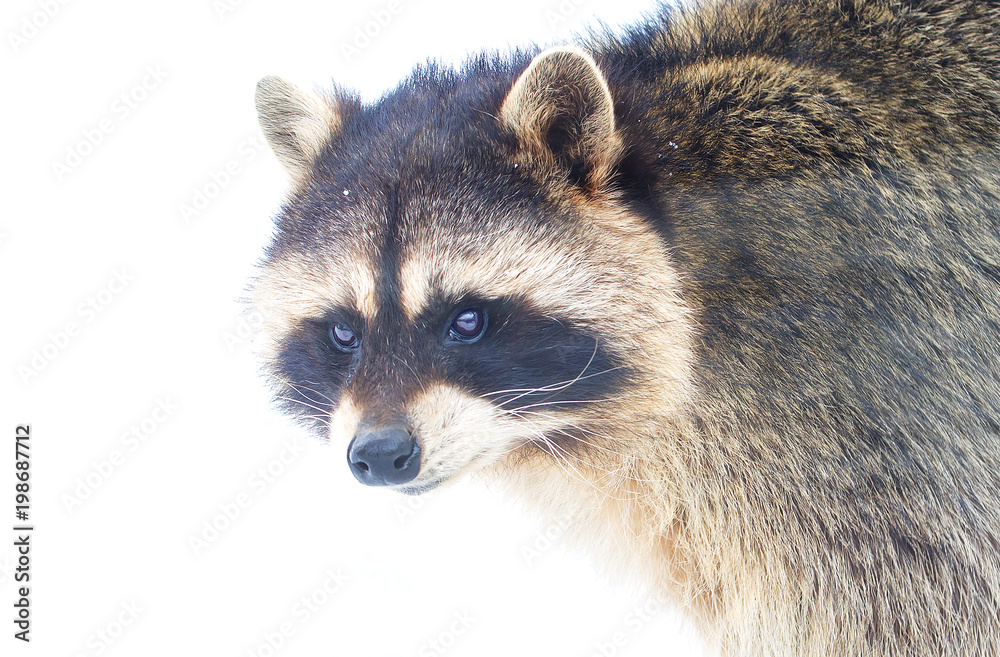 Plakat Енот-полоскун или американский енот. Raccoon.