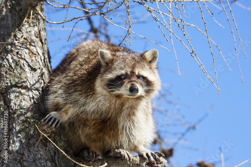 Енот-полоскун или американский енот. Raccoon. photo