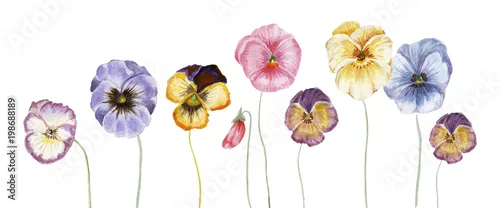 Naklejka na ścianę Kwiaty w akwarela bratek