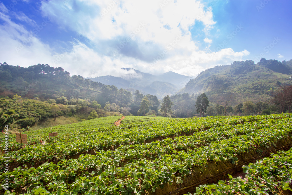 Strawberry farm field with cloudy blue sky at Chiang Mai,Thailand Strawberry farm field with cloudy blue sky at Chiang Mai,Thailand