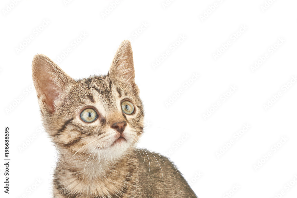Close-up photo of a brown striped kitten looking up, Close-up photo of a brown striped kitten looking up,
