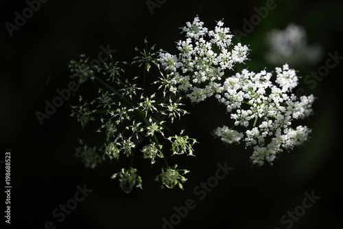 Gypsophila isolated on black background. Shallow depth of field. Selective focus