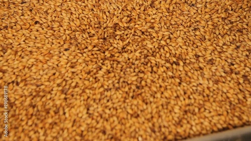 Grinding of malt for producing beer at the brewery. The crushing of the malt in an electric mill. Close up