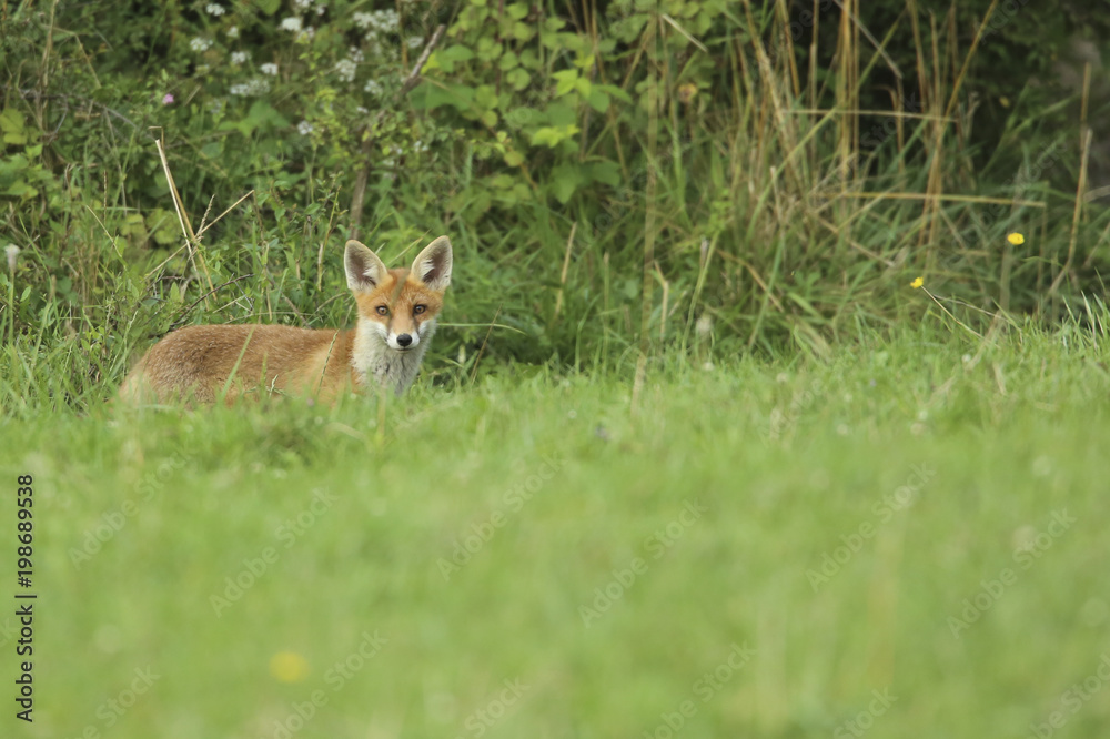 renard renard