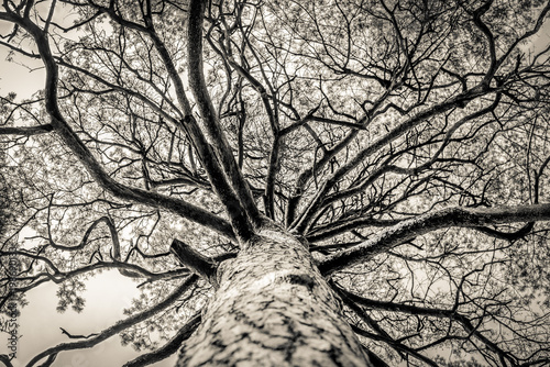 Looking up cracked bark tall pine tree with brunches