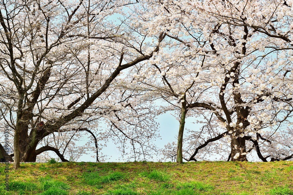 堤の桜