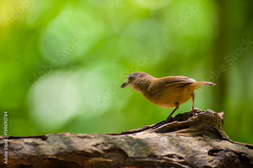 White-chested babbler ( Trichastoma rostratum) birds on tree branch with blur green background.Its natural habitats are subtropical or tropical moist lowland forests. photo