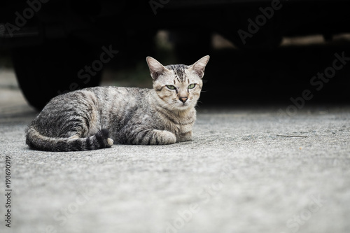 A stray tabby cute cat.